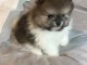 Chiots spitz nain disponible 