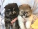 Dons chiots spitz nain Pom&eacute;ranien 