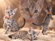 Bengals disponible pour adoption 