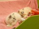Chaton ragdoll disponible femelle 