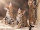 Bengals disponible m&acirc;le et femelle 