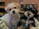 B&eacute;b&eacute; chiots yorkshire disponible 