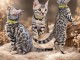 Adorable chaton bengals m&acirc;le et femelle 