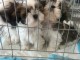 Dons chiots Shih Tzu disponible 
