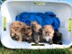 Dons chiots spitz nain disponible 