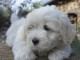 Chiots Bichon maltais adorable 