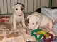 Chiots bull Terrier disponible pour adoption 
