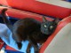 Je donne chaton noire disponible 