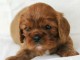 Magnifique chiots cavalier King Charles disponible 
