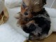 Chiot York disponible pour adoption 