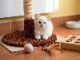 Chaton ragdoll disponible femelle 