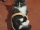 Chaton Maine coon disponible &agrave; donner 