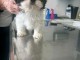 Je donner chiots Shih Tzu 