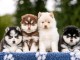 Husky Sib&eacute;rien disponible aux yeux bleus 