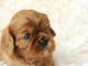 Adorable chiots cavalier King Charles m&acirc;le 