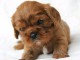 Chiots cavalier King Charles disponible 