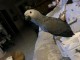 Perroquets gris du Gabon disponible 