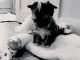 B&eacute;b&eacute; chiots yorkshire disponible 