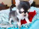 Dons b&eacute;b&eacute; chiots chihuahua femelle 