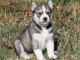 Chiots Husky Sib&eacute;rien disponible pour adoption 