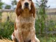 Chiots setter anglais disponible 