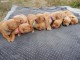 Golden Retriever disponible int&eacute;ress&eacute; contacter 