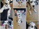 Annonces chiots dalmatien pour adoption 