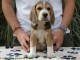 Beagle disponible pour adoption M&Acirc;LE 