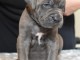 Cane Corso aux yeux bleus disponible 