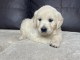 Fille disponible golden retriever 