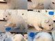 Magnifique chiots samoy&egrave;de &agrave; adopter femelles 
