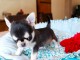Type chihuahua femelle a petit prix disponible 