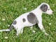 Adorable chiots whippet disponible pour adoption 
