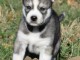 Je donne chiots Husky Sib&eacute;rien 