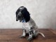 Magnifique chiots setter anglais m&acirc;le 
