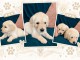 &Agrave; c&eacute;der urgent chiots golden retriever disponible 