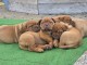 Chiots dogue bordeaux &agrave; adopter 