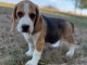 Beagle femelle &agrave; placer dans une famille s&eacute;rieuse 