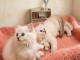 Ragdoll disponible M&Acirc;LE ET femelle 