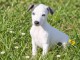 Chiots whippet disponible &agrave; vendre 
