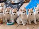 Adorable chiot Husky Sib&eacute;rien 