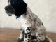 Setter anglais m&acirc;le a donner 