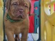Dogue de Bordeaux disponible 