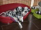 Dalmatien &agrave; donner deux chiots 