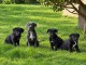 Race pure cane corse m&acirc;le et femelles 