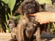 Type Cane Corso m&acirc;le 