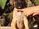 Chiots can&eacute; Corso disponible 