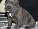 B&eacute;b&eacute; chiots cane corse m&acirc;le 