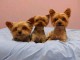 York Terrier M&acirc;le et Femelle disponible 