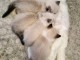 Chaton ragdoll femelle a vendre 